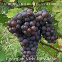 grappolo