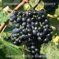 grappolo